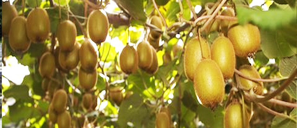 
توسعه باغات کیوی با هدف توسعه صادرات و پوشش بازار کشورهای آسیانه میانه
