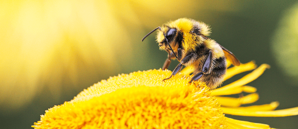 توسعه زنبورستان هابا توجه به شرایط آب و هوایی استان و نقش زنبور عسل در گرده افشانی محصولات زراعی - باغی