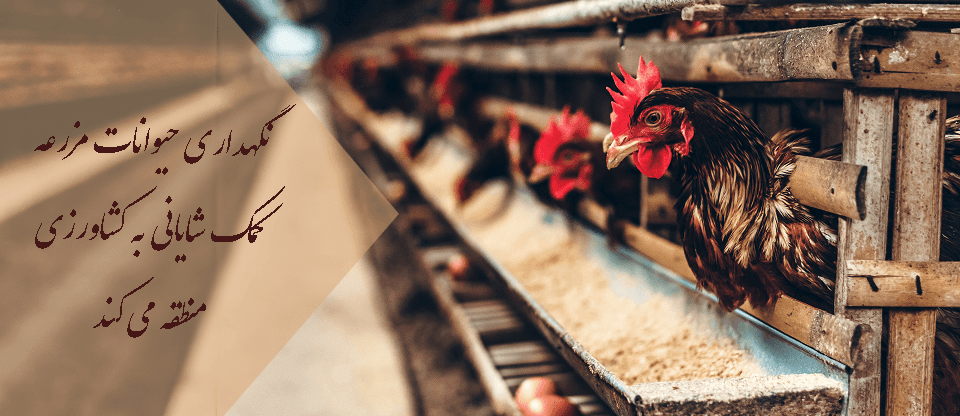 مازندران رتبه برتر تولید مرغ گوشتی درکشور 